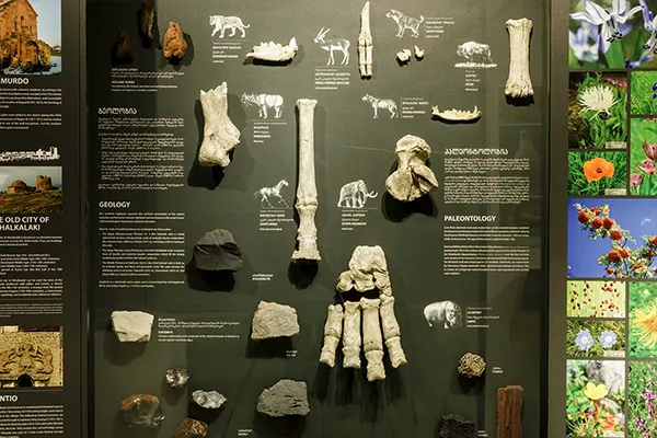 ჯავახეთში აღმოჩენილი არქეოლოგიური ნიმუშები